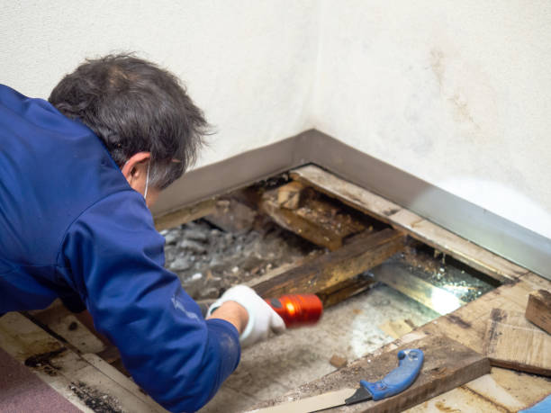 Best Crawl Space Mold Removal  in Robstown, TX
