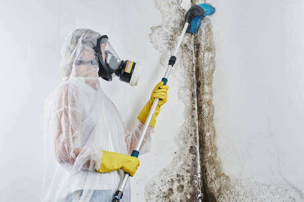 Best Emergency Mold Removal  in Robstown, TX