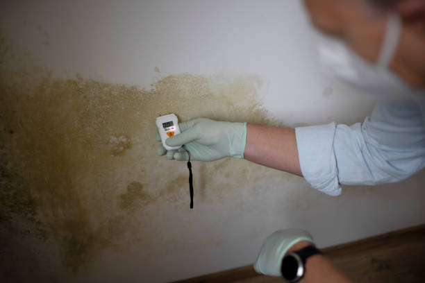 Best Attic Mold Removal  in Robstown, TX
