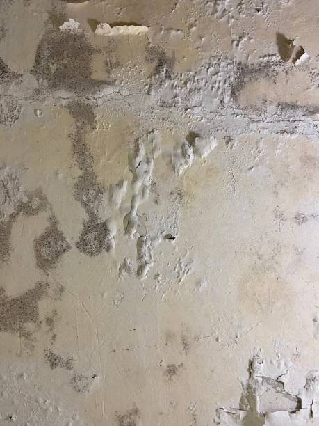 Best Affordable Mold Removal  in Robstown, TX