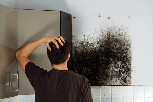 Best Mold Removal Specialists  in Robstown, TX